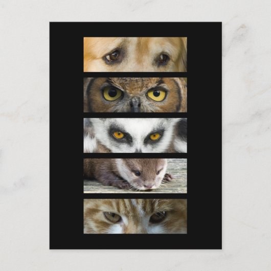 はがき – 動物の目 (正面)