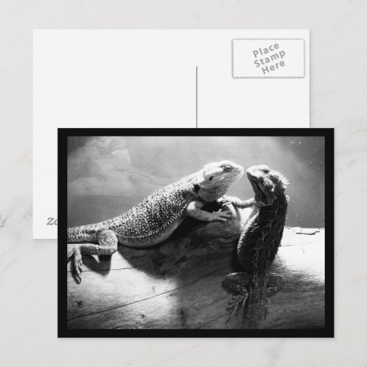 はがき – 動物–33 (正面/裏面)