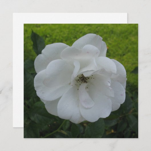 はがき 招待状 (正面/裏面)