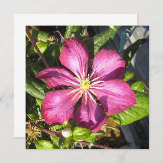 はがき 招待状 (正面/裏面)