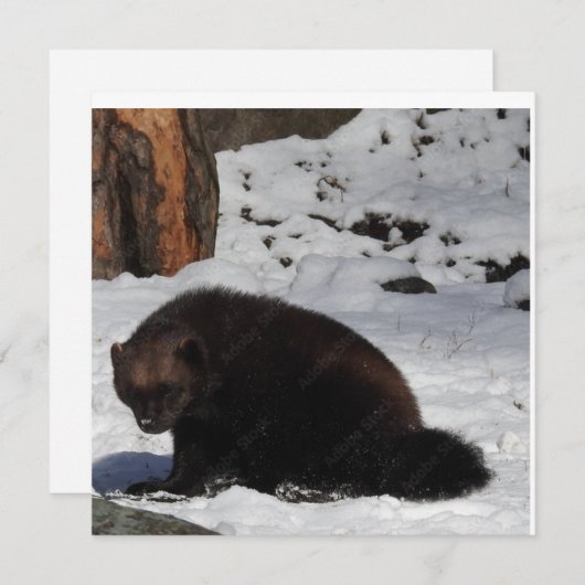 はがき 招待状 (正面/裏面)