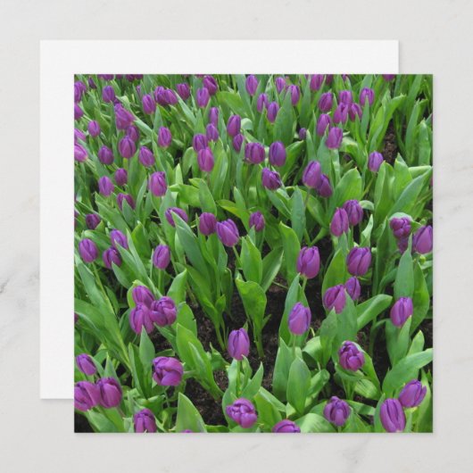 はがき 招待状 (正面/裏面)