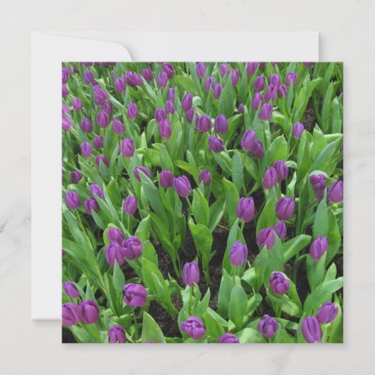 はがき 招待状 (正面)