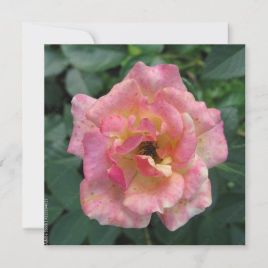 はがき 招待状 (正面)