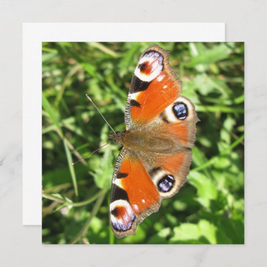 はがき 招待状 (正面/裏面)