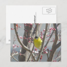 はがき - 桜の木のキイロフィンチ