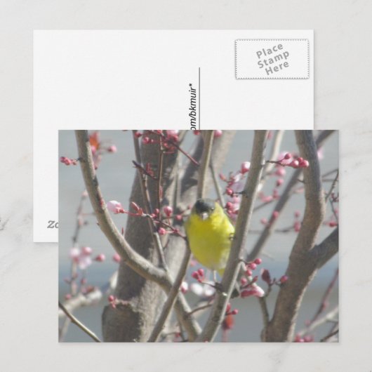 はがき - 桜の木のキイロフィンチ (正面/裏面)