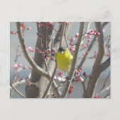 はがき - 桜の木のキイロフィンチ (正面)