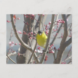 はがき - 桜の木のキイロフィンチ