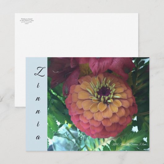 はがき – 《植物》百日草 (正面/裏面)