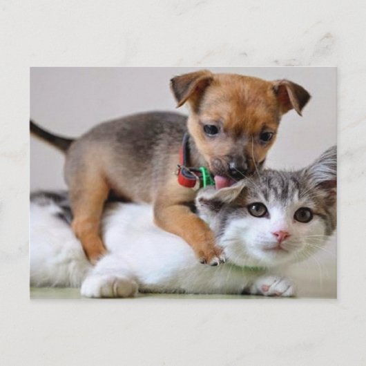 はがき – 洗い時間！ (正面)