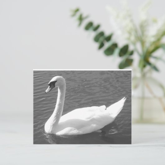 はがき – 白鳥黒白 (スタンド正面)