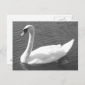 はがき – 白鳥黒白 (正面/裏面)