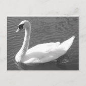 はがき – 白鳥黒白 (正面)