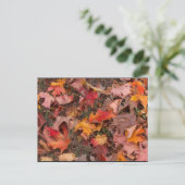 はがき/秋 ポストカード (スタンド正面)