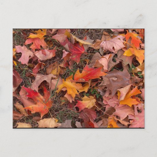 はがき/秋 ポストカード (正面)