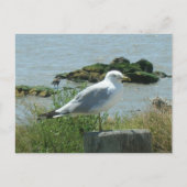 はがき – 積み上げカモメ (正面)