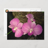 はがき:紫のラストライプのン ポストカード (正面/裏面)