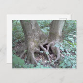 はがき – 自然画像 (正面/裏面)