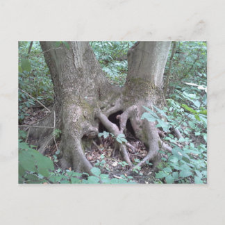 はがき – 自然画像