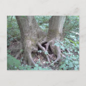 はがき – 自然画像 (正面)