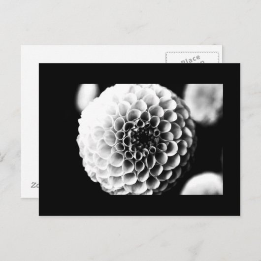 はがき – 花–51 (正面/裏面)