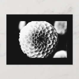 はがき – 花–51