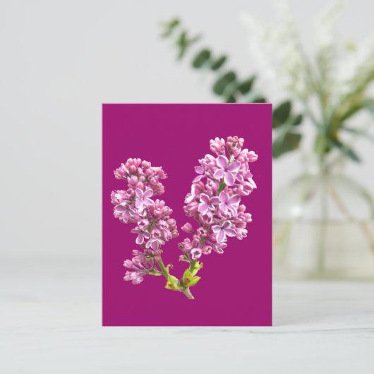 はがき – 薄紫花 (スタンド正面)