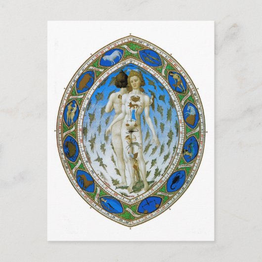 はがき:解剖学的な男性 ポストカード (正面)