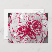 はがき – 赤と白のカーネーション (正面/裏面)