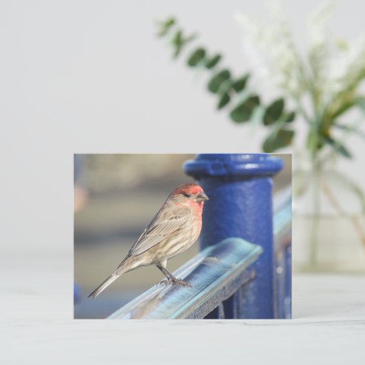 はがき – 青いフェンスに赤い雀 (スタンド正面)