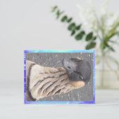 はがき – 鵞鳥 (スタンド正面)