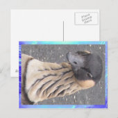 はがき – 鵞鳥 (正面/裏面)