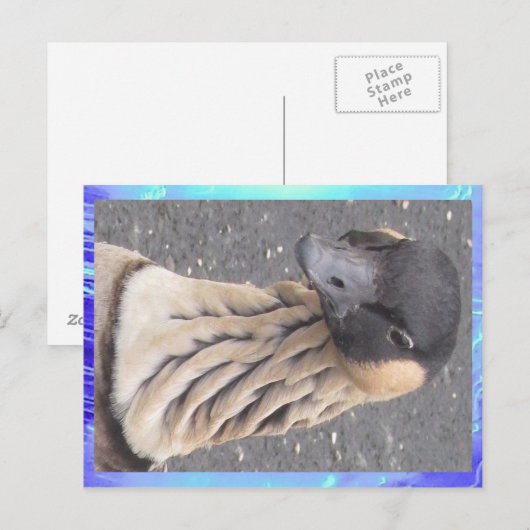 はがき – 鵞鳥 (正面/裏面)