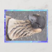 はがき – 鵞鳥 (正面)