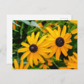 はがき – 黒い目のスーザン (正面/裏面)