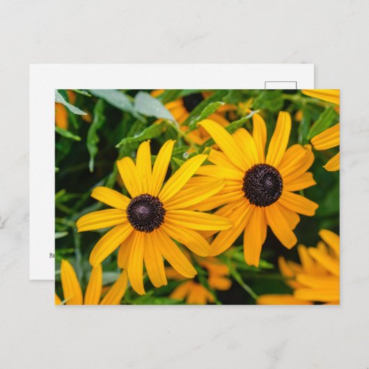 はがき – 黒い目のスーザン (正面/裏面)