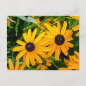 はがき – 黒い目のスーザン (正面)