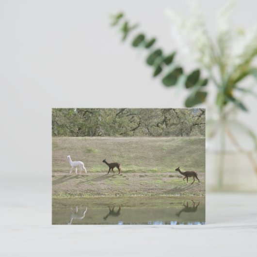 はがき – 3アルパカ (スタンド正面)