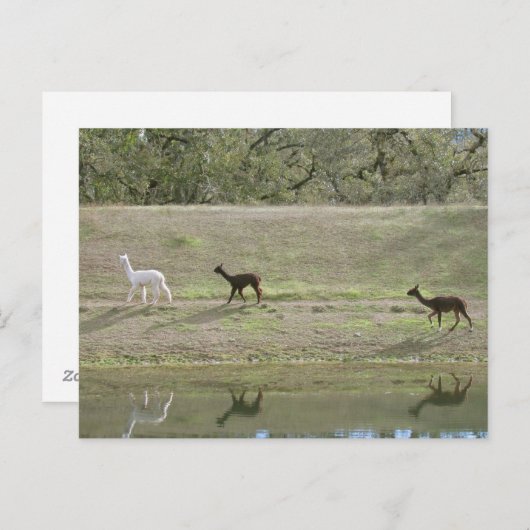 はがき – 3アルパカ (正面/裏面)