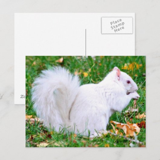 はがき – Albino Squirrel (正面/裏面)