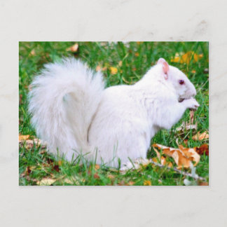 はがき – Albino Squirrel