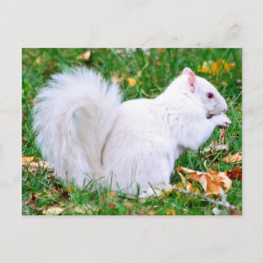 はがき – Albino Squirrel (正面)
