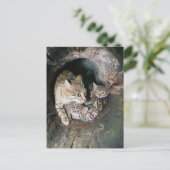 はがき – Asian wildcat (スタンド正面)