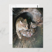 はがき – Asian wildcat (正面/裏面)