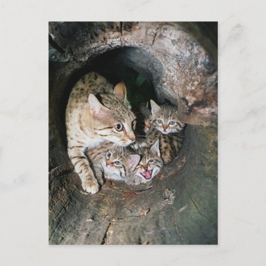 はがき – Asian wildcat (正面)