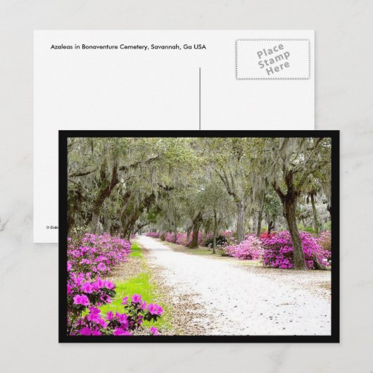 はがき – Bonaventure Azaleas (正面/裏面)