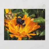 はがき – Calendula and Bee (正面)