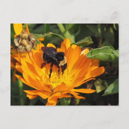 はがき – Calendula and Bee (正面)