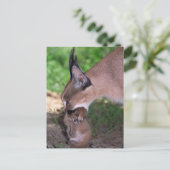 はがき – caracal (スタンド正面)